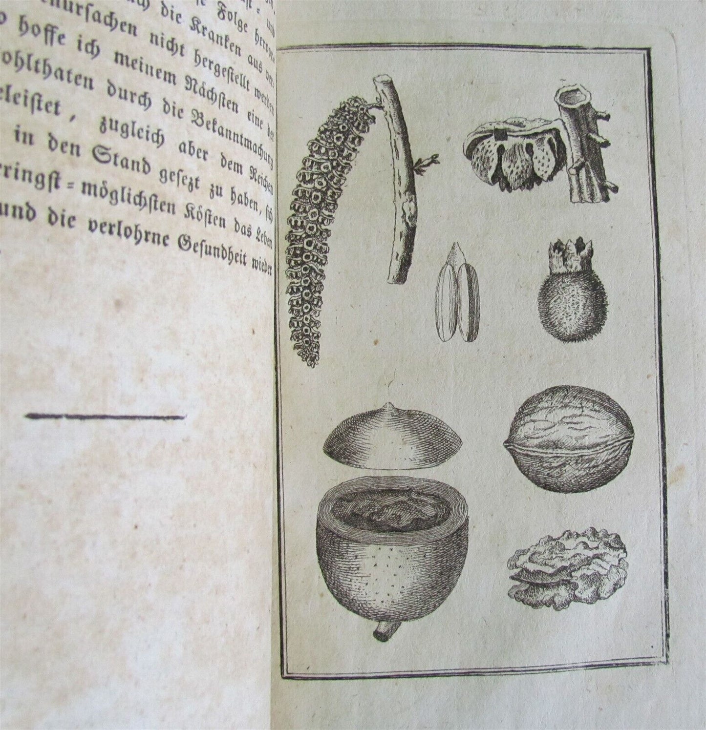 1794 PHARMACOLOGY TREATISE on NUSHELLS by J Friderich ANTIQUE in German PHARMACY