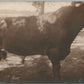 ANGUS ANTIQUE REAL PHOTO POSTCARD RPPC