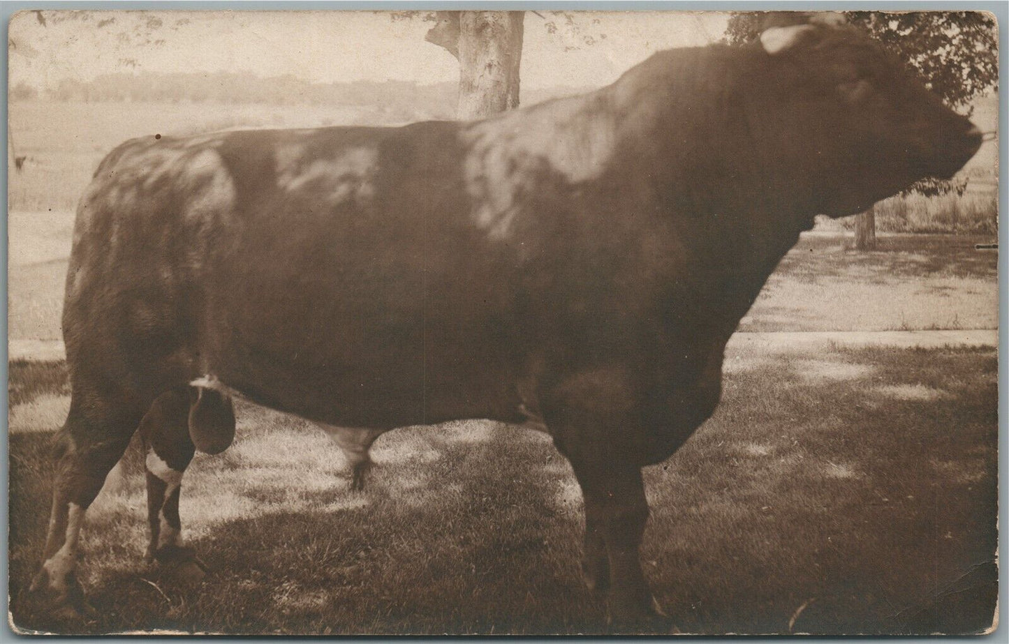 ANGUS ANTIQUE REAL PHOTO POSTCARD RPPC