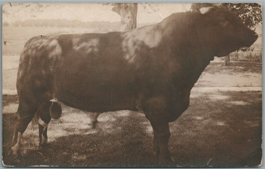 ANGUS ANTIQUE REAL PHOTO POSTCARD RPPC