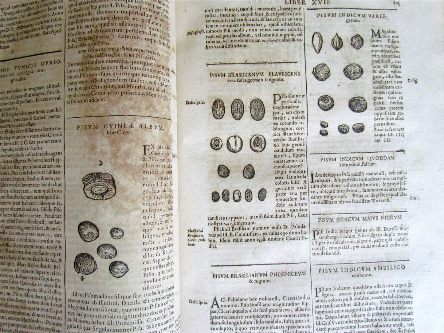 1651 HISTORIAE PLANTARUM UNIVERSALIS V.2 by J. Bauhin antique BOTANY ILLUSTRATED