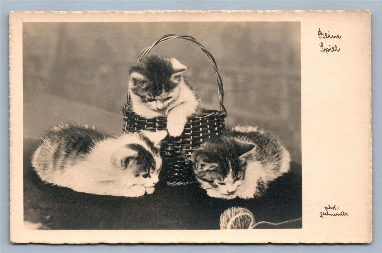 3 CATS w/ BASKET VINTAGE REAL PHOTO POSTCARD RPPC