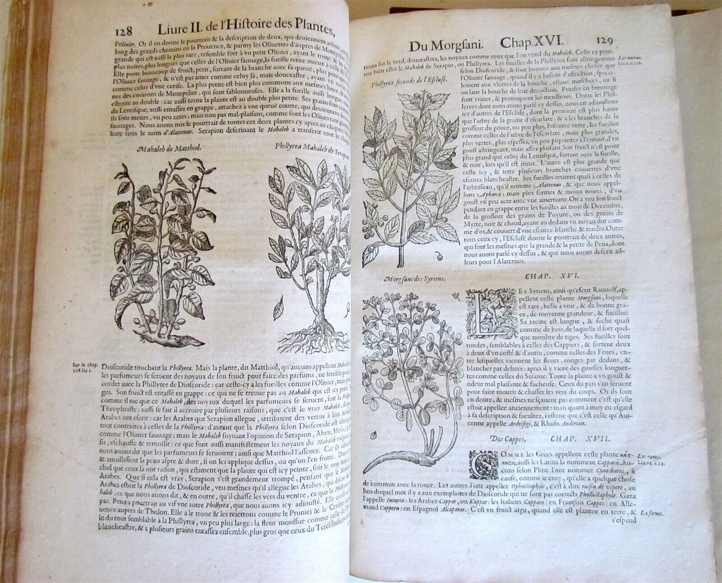 1615 HISTORY of PLANTS by Jacques DALECHAMPS ILLUSTRATED 2 FOLIO VOLUMES antique