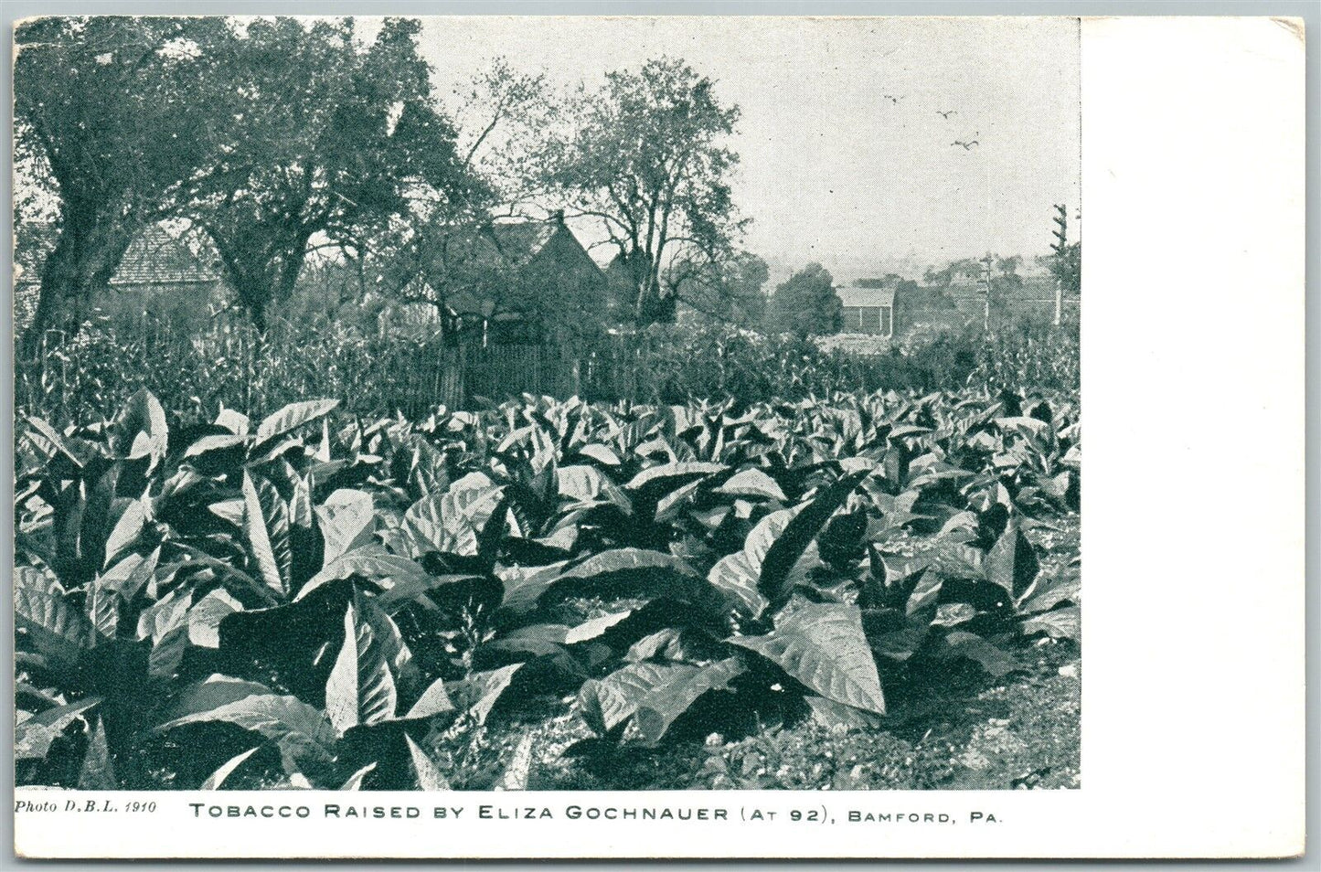 BAMFORD PA TOBACCO RAISED BY ELIZA GOCHNAUER ANTIQUE POSTCARD
