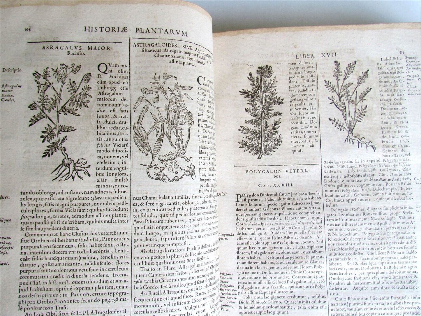 1651 HISTORIAE PLANTARUM UNIVERSALIS V.2 by J. Bauhin antique BOTANY ILLUSTRATED