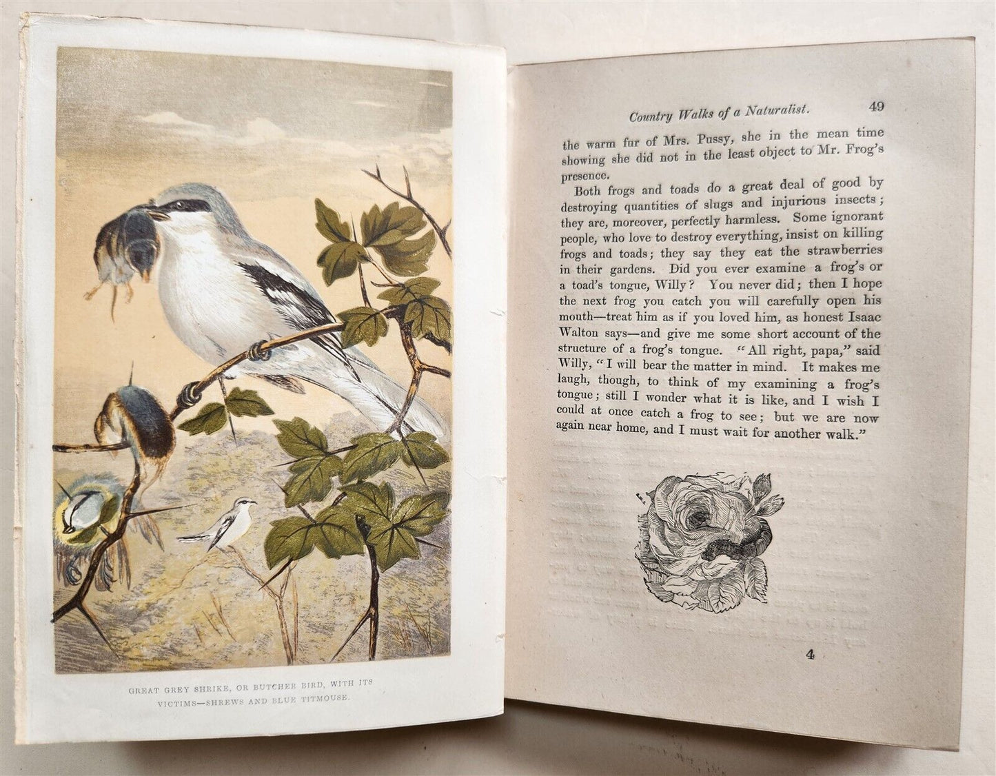 1878 COUNTRY WALKS of a NATURALIST with HIS CHILDREN antique ILLUSTRATED