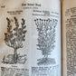 1744 THEATRUM BOTANICUM ILLUSTRATED GERMAN HERBAL antique PIGSKIN BOUND FOLIO