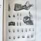 1754 ANATOMY DENTISTRY BOTANY antique ILLUSTRATED Continet anatomica physiology