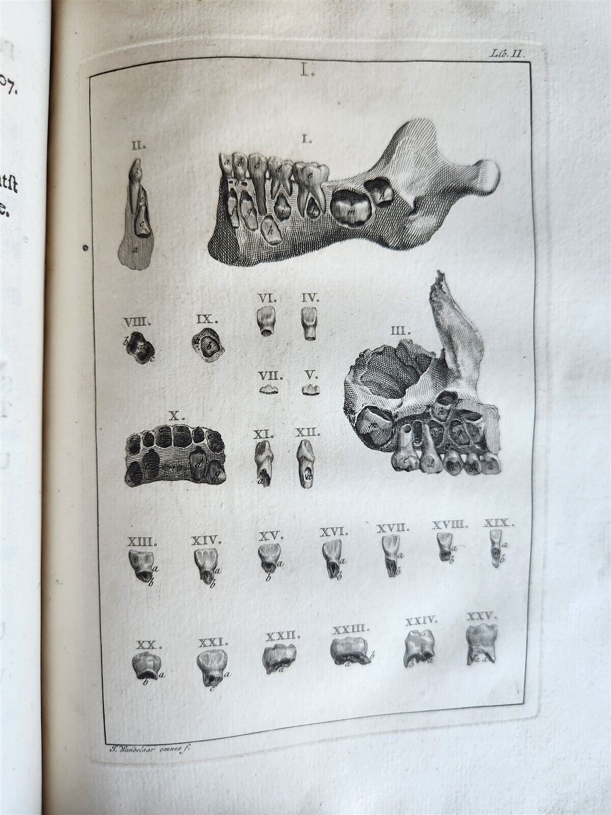 1754 ANATOMY DENTISTRY BOTANY antique ILLUSTRATED Continet anatomica physiology