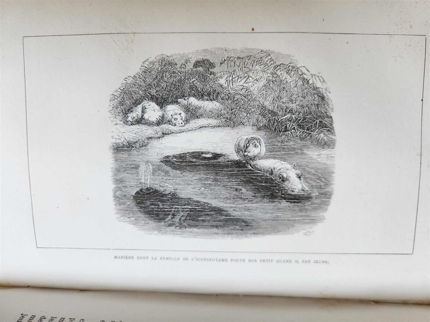 1859 EXPLORATIONS L'AFRIQUE et AUSTRALE LIVINGSTONE VOYAGES antique ILLUSTRATED