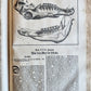 1702 Oeconomus prudens ILLUSTRATED 2 FOLIO VOLUMES antique in GERMAN