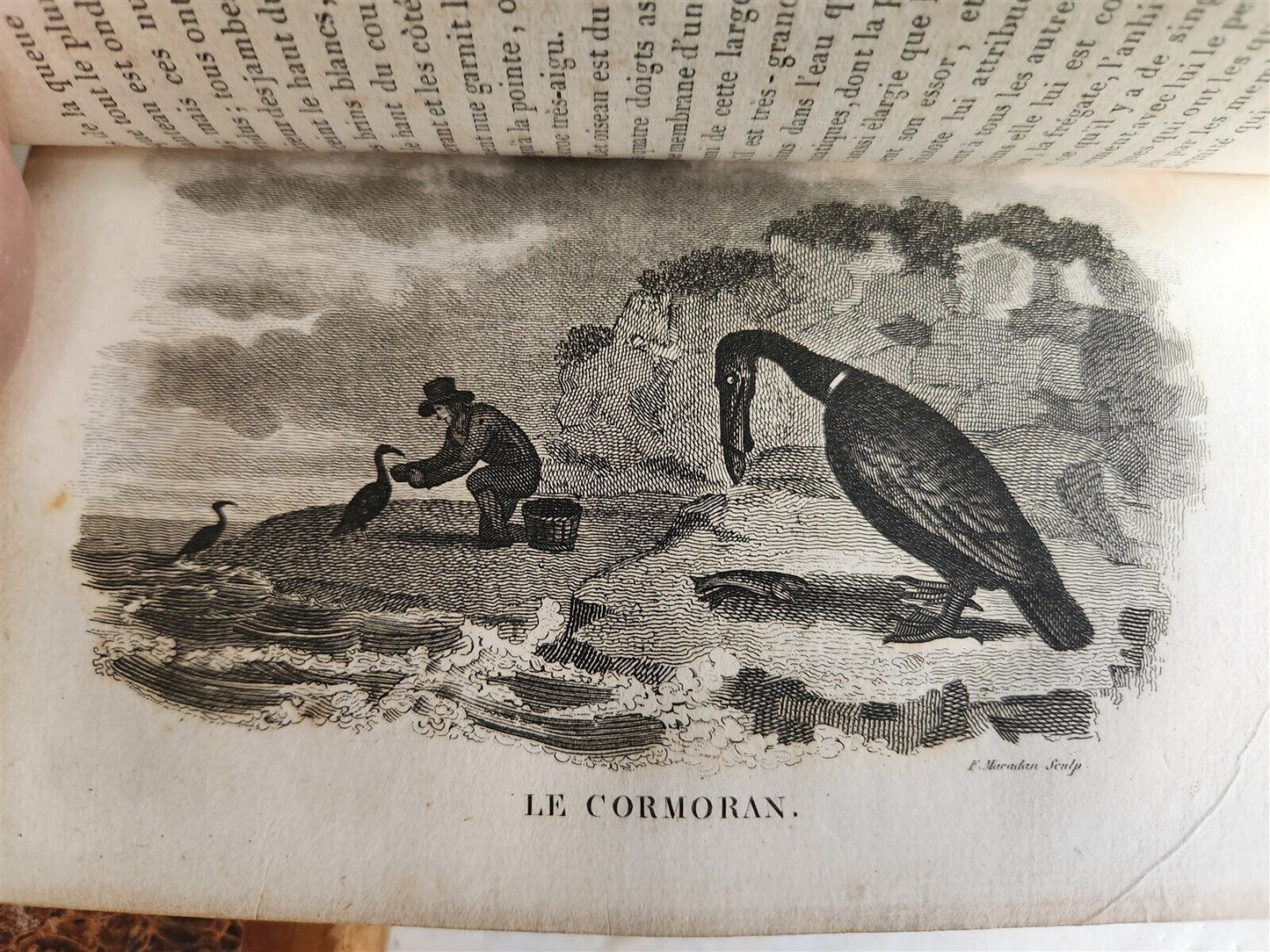 1818 HISTORY of ANIMALS ILLUSTRATED w/ 65 PLATES antique 6 VOLUMES