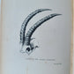 1868 NILE TRIBUTARIES OF ABYSSINIA SWORD HUNTERS of HAMRAN ARABS ILLUSTR antique