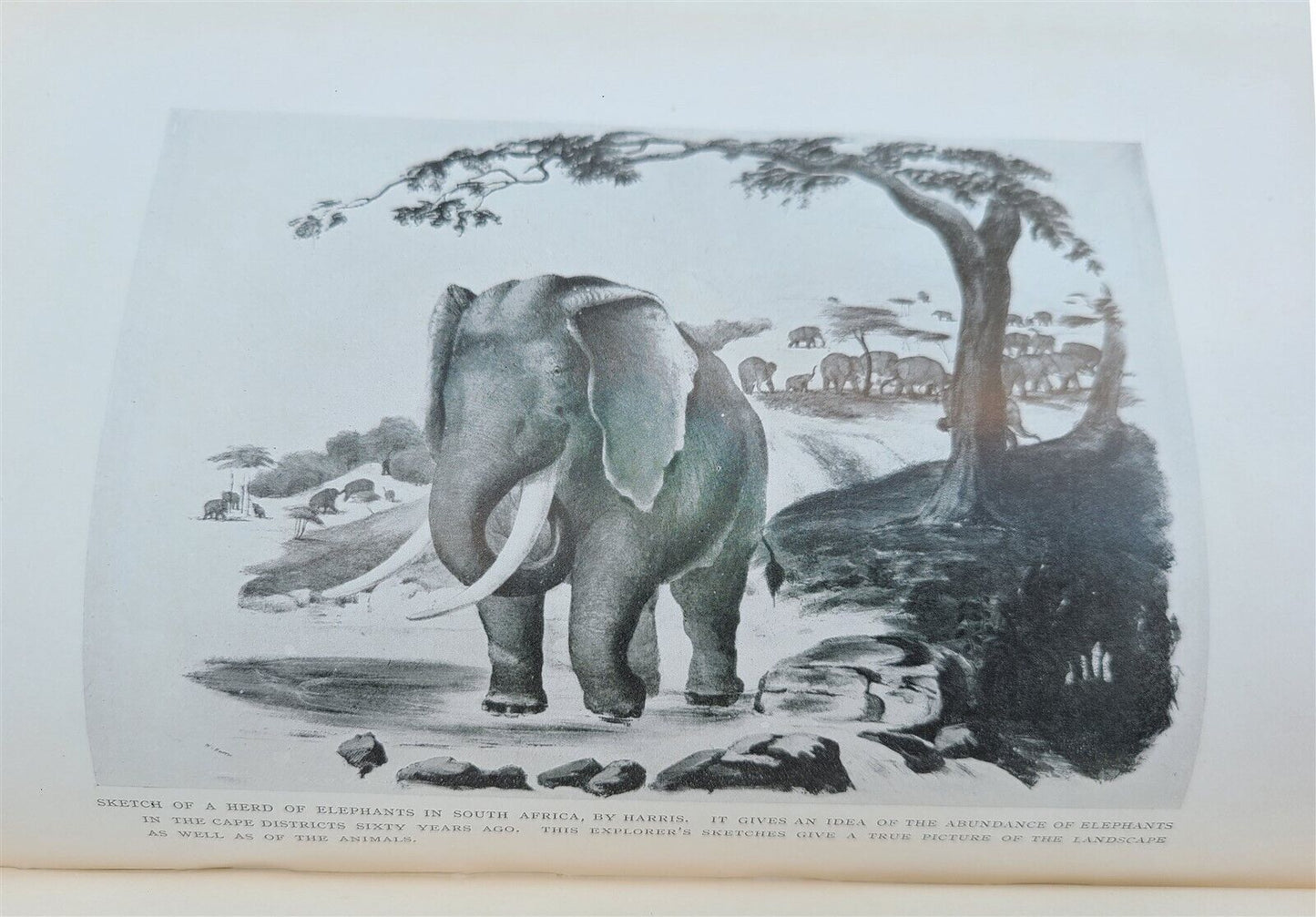 1907 IN WILDEST AFRICA by C.G.SHILLINGS antique ILLUSTRATED