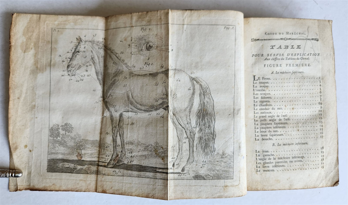 1792 HORSE ANATOMY VETERINARY TREATISE ILLUSTRATED w/ 9 WOODCUTS antique