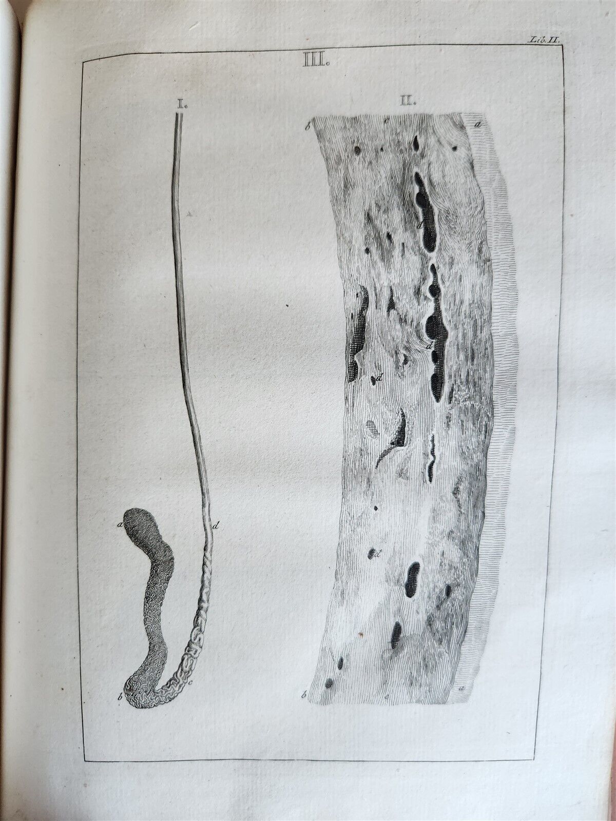 1754 ANATOMY DENTISTRY BOTANY antique ILLUSTRATED Continet anatomica physiology