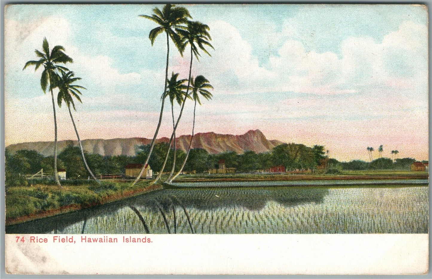 HAWAIIAN ISLANDS RICE FIELD PRIVATE MAIL ANTIQUE POSTCARD