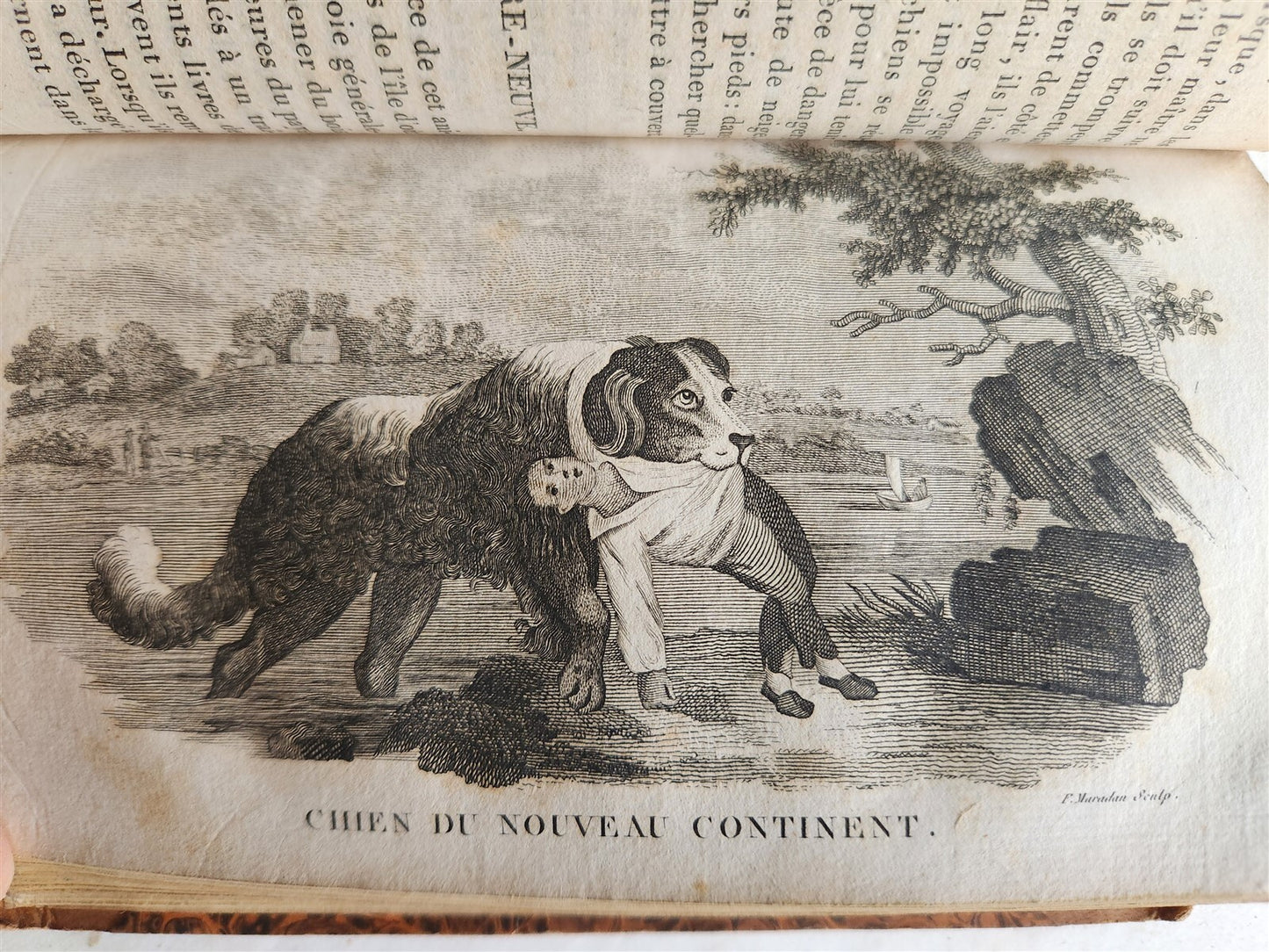 1818 HISTORY of ANIMALS ILLUSTRATED w/ 65 PLATES antique 6 VOLUMES