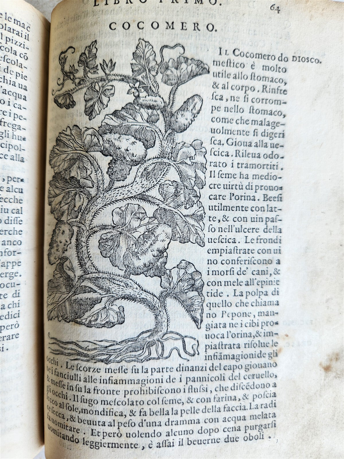 1561 PHARMACOPEIA ILLUSTRATED MEDICAL PLANTS by SANSOVINO antique 16th CENTURY