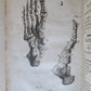 1822 ENGRAVINGS OF THE HUMAN BONES by WILLIAM CHESELDEN ILLUSTRATED antique