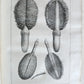 1754 ANATOMY DENTISTRY BOTANY antique ILLUSTRATED Continet anatomica physiology