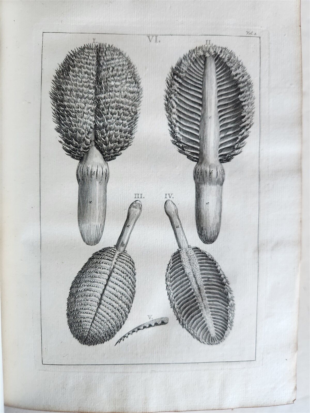 1754 ANATOMY DENTISTRY BOTANY antique ILLUSTRATED Continet anatomica physiology