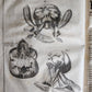 1704 ANATOMY MUSCLE TREATISE antique AMAZINGLY ILLUSTRATED