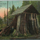 WASHINGTON CEDAR STUMP USED AS A POST OFFICE ANTIQUE POSTCARD
