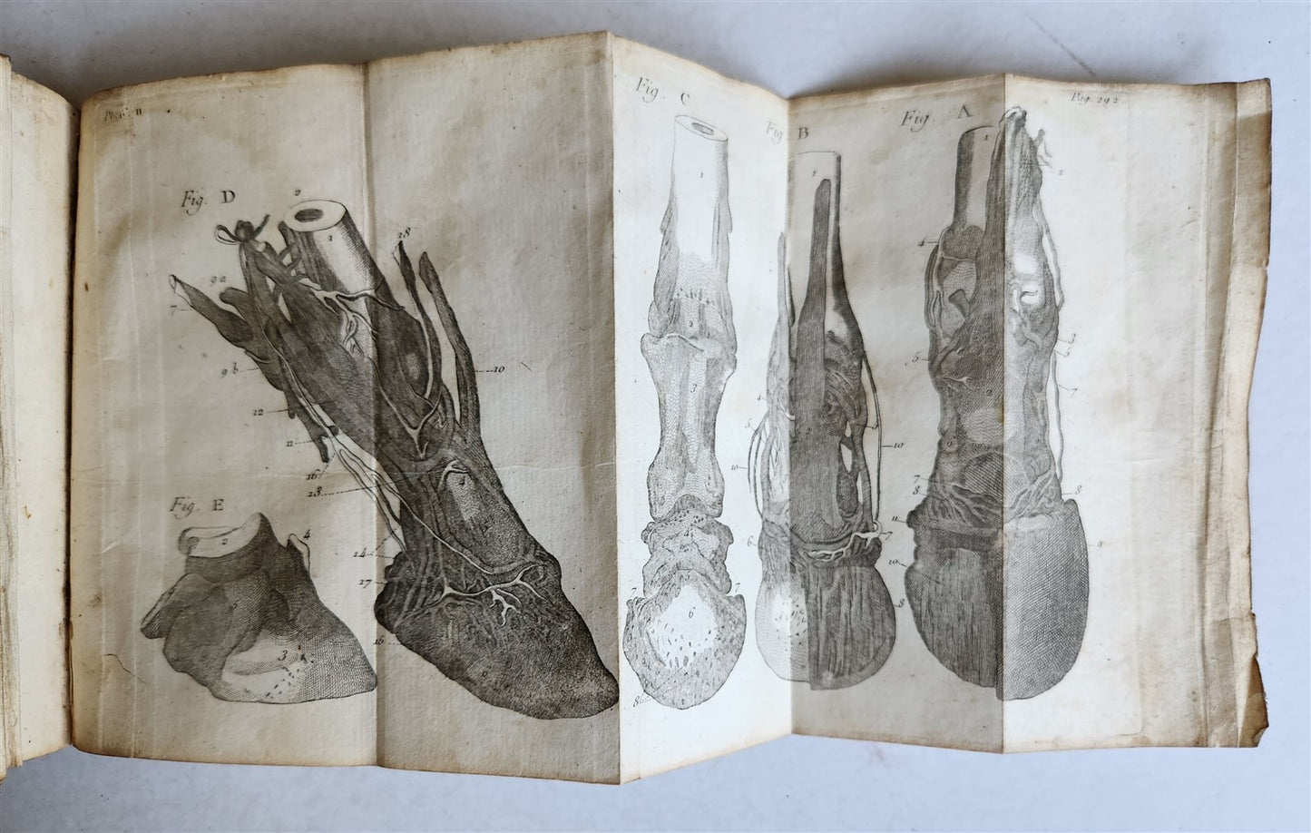 1792 HORSE ANATOMY VETERINARY TREATISE ILLUSTRATED w/ 9 WOODCUTS antique