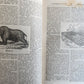 1880s BIBLE in ENGLISH antique AMERICANA Chicago ILLUSTRATED