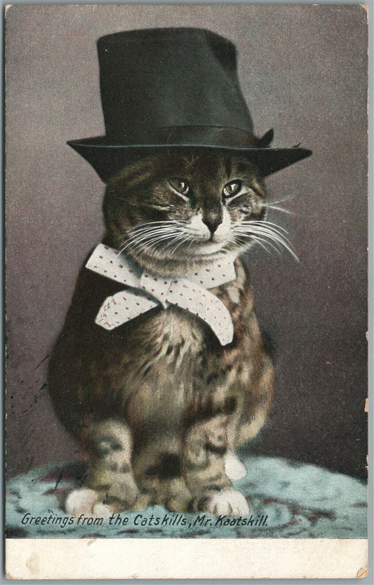 CATS in HAT CATSKILLS PA GREETINGS ANTIQUE POSTCARD