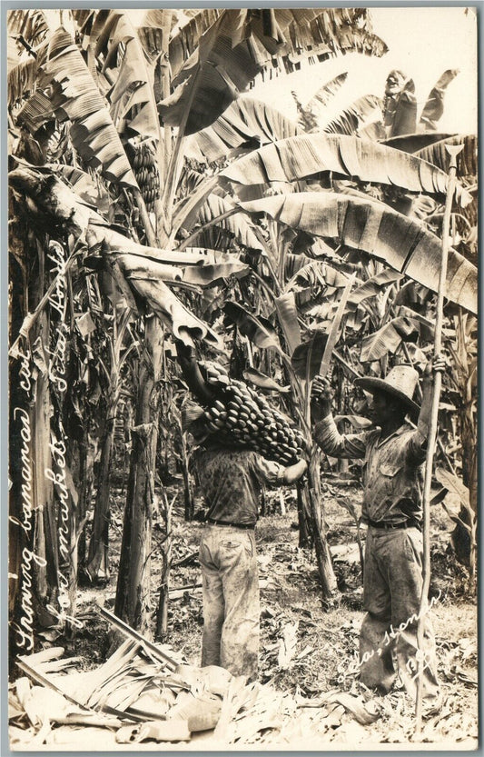 BANANA CUT VINTAGE REAL PHOTO POSTCARD RPPC