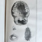 1754 ANATOMY DENTISTRY BOTANY antique ILLUSTRATED Continet anatomica physiology