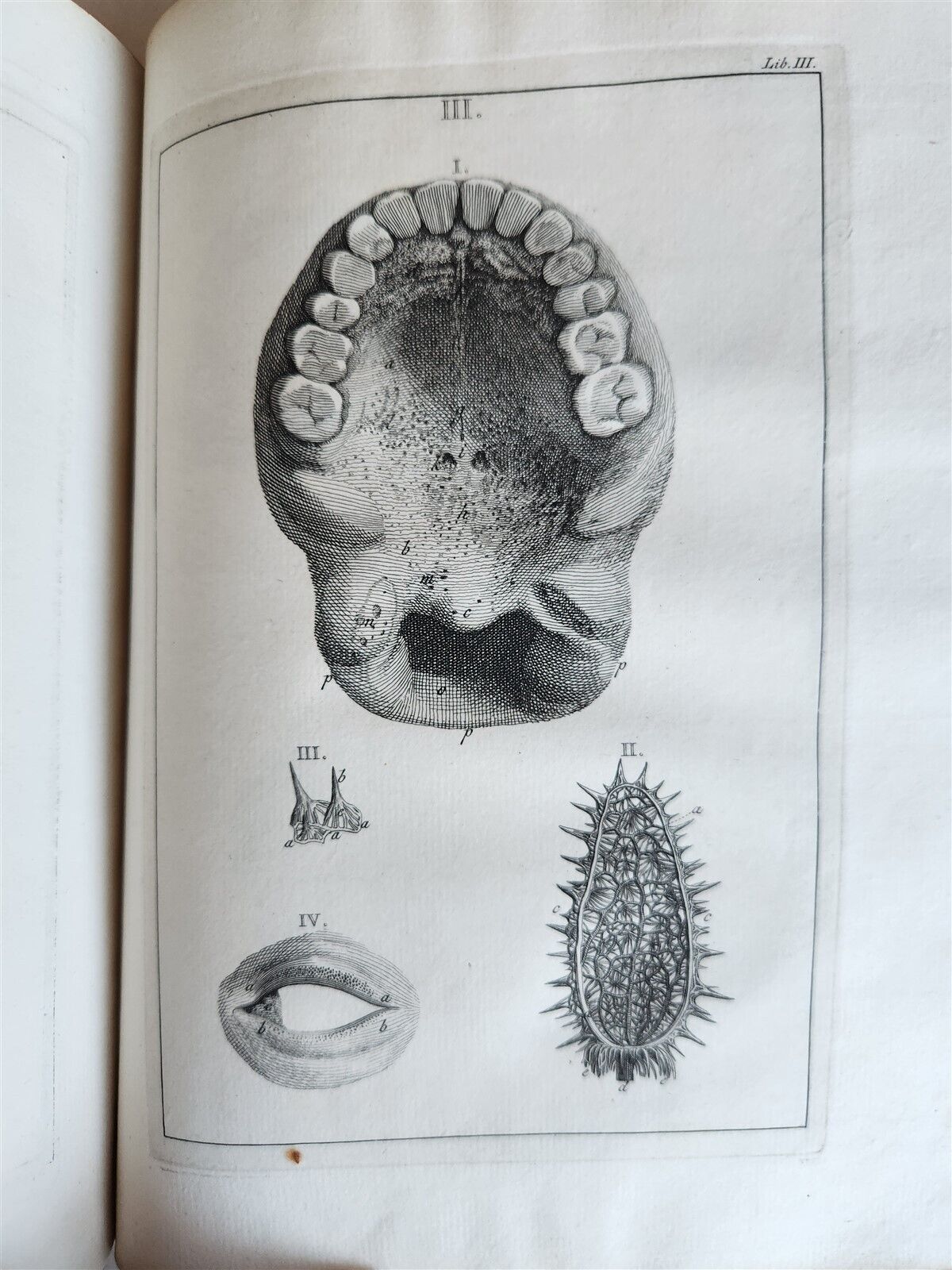 1754 ANATOMY DENTISTRY BOTANY antique ILLUSTRATED Continet anatomica physiology