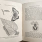 1878 COUNTRY WALKS of a NATURALIST with HIS CHILDREN antique ILLUSTRATED