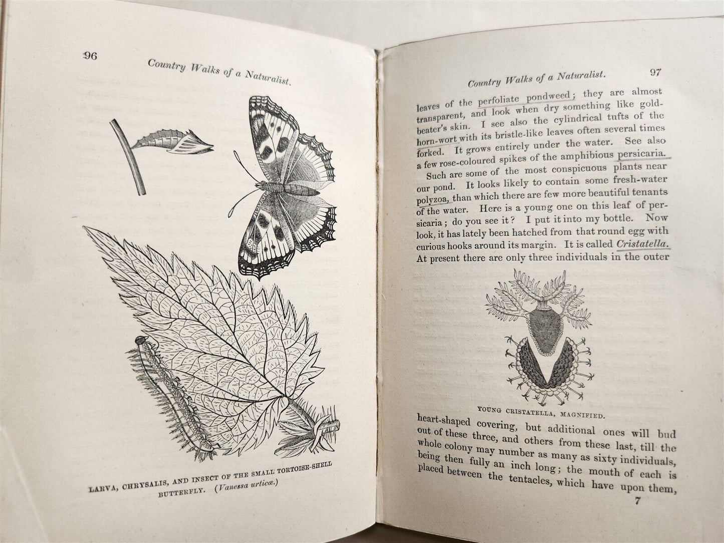 1878 COUNTRY WALKS of a NATURALIST with HIS CHILDREN antique ILLUSTRATED