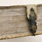 1737 BIBLE in LATIN & GERMAN antique PIGSKIN BOUND FOLIO