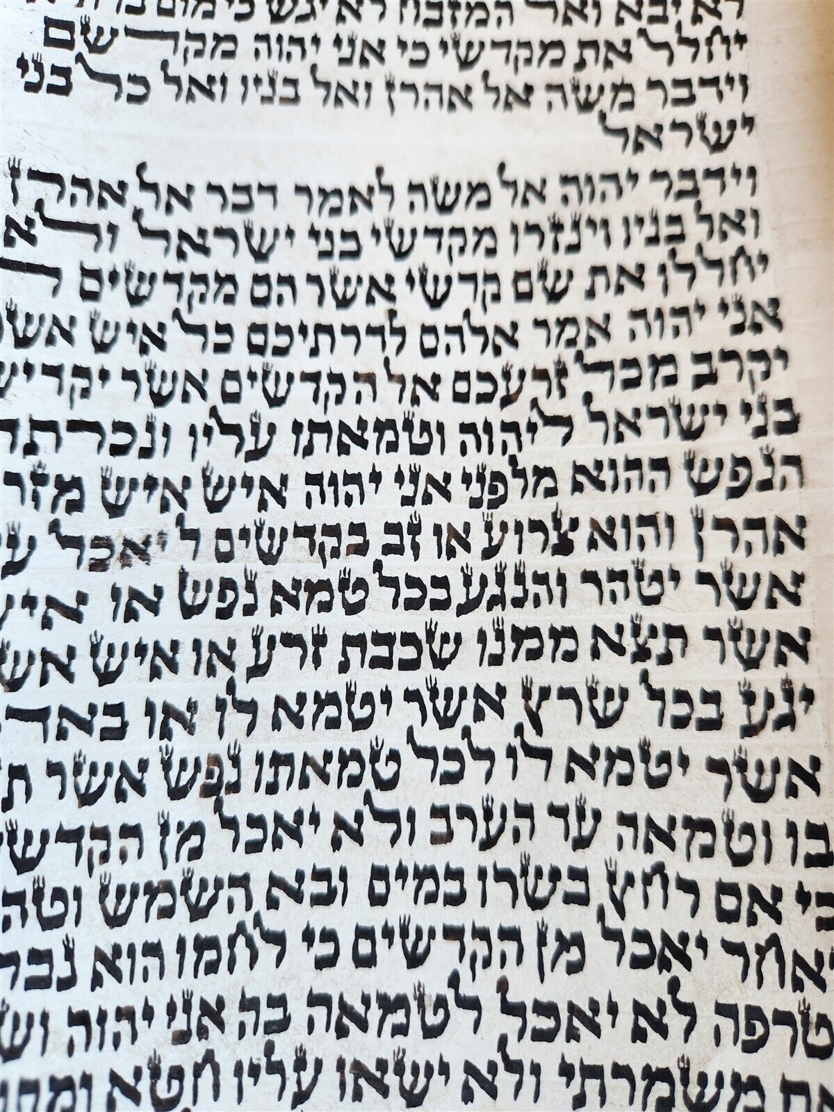 TORAH SCROLL FRAGMENT MANUSCRIPT on VELLUM antique BIBLE LEVITICUS 16:12 - 23:40