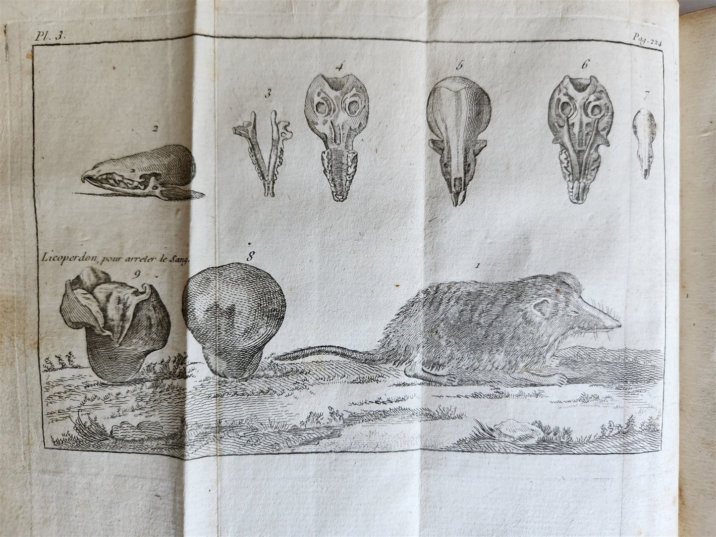 1792 HORSE ANATOMY VETERINARY TREATISE ILLUSTRATED w/ 9 WOODCUTS antique