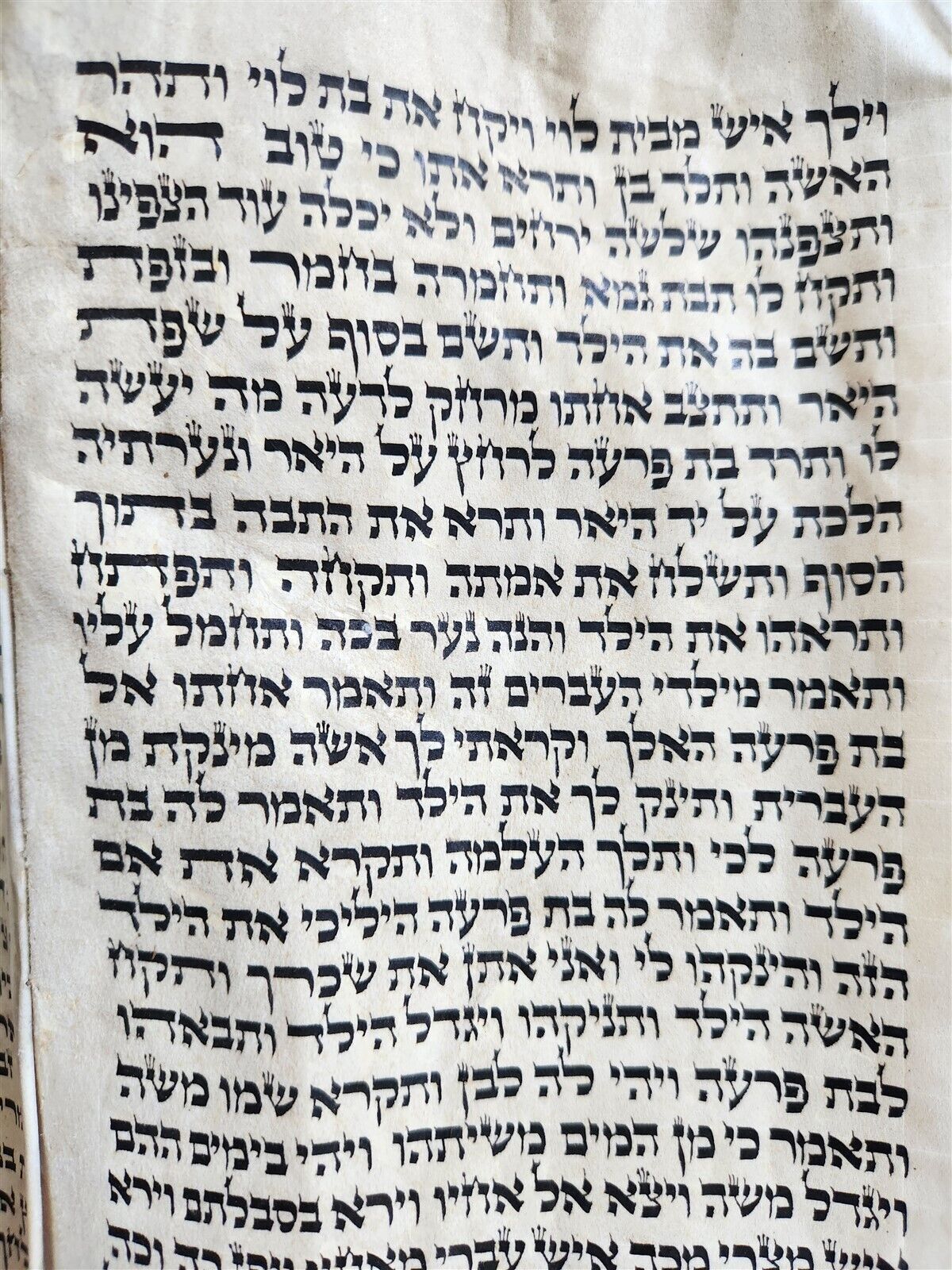 TORAH SCROLL FRAGMENT MANUSCRIPT on VELLUM antique BIBLE EXODUS 2:1 - 6:7