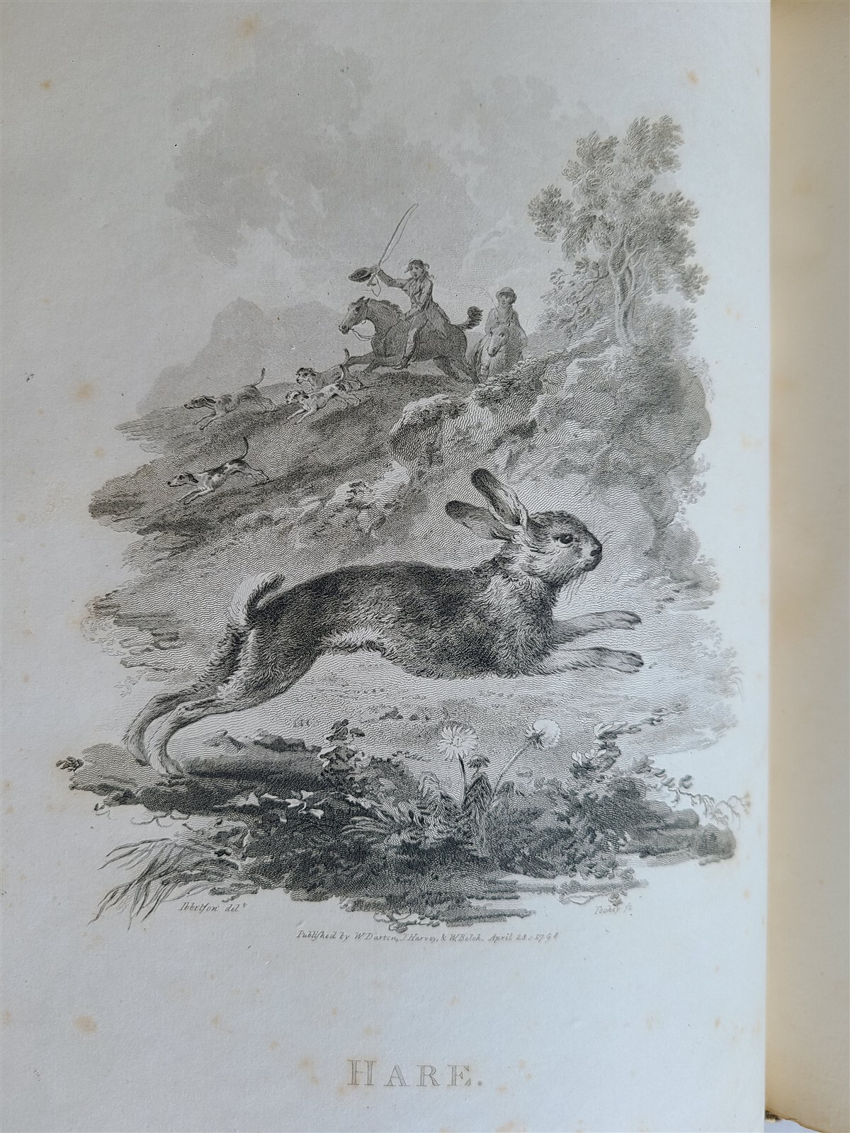 1805 CABINET of QUADRUPEDS ILLUSTRATED 2 FOLIO VOLUMES antique in ENGLISH