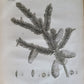 1786 SILVA: DISCOURSE OF FOREST TREES 2 VOLUMES ILLUSTRATED antique in ENGLISH
