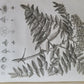 1786 SILVA: DISCOURSE OF FOREST TREES 2 VOLUMES ILLUSTRATED antique in ENGLISH