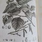 1786 SILVA: DISCOURSE OF FOREST TREES 2 VOLUMES ILLUSTRATED antique in ENGLISH