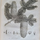 1786 SILVA: DISCOURSE OF FOREST TREES 2 VOLUMES ILLUSTRATED antique in ENGLISH
