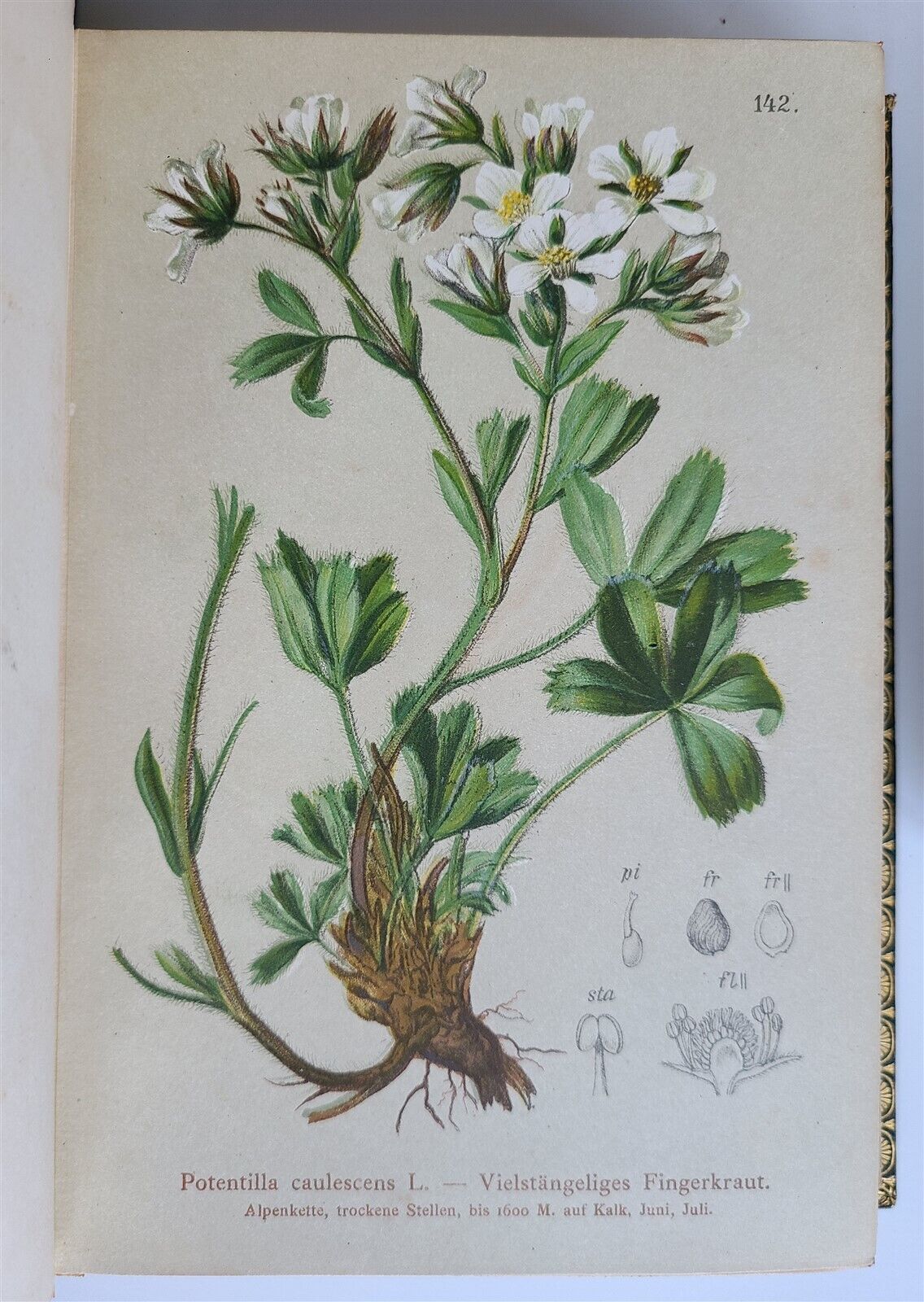 1887 ATLAS of ALPINE FLORA 5 VOLUMES 500 COLOR ILLUSTRATIONS antique in GERMAN