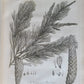 1786 SILVA: DISCOURSE OF FOREST TREES 2 VOLUMES ILLUSTRATED antique in ENGLISH