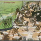 AMERICAN NAVY SCRUBBING CLOTHES VINTAGE POSTCARD CAIMAN ISLANDS CANCEL
