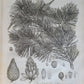 1786 SILVA: DISCOURSE OF FOREST TREES 2 VOLUMES ILLUSTRATED antique in ENGLISH