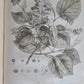 1786 SILVA: DISCOURSE OF FOREST TREES 2 VOLUMES ILLUSTRATED antique in ENGLISH